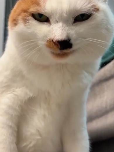 Top 10 Funniest Viral Cat Moments: Laugh-Out-Loud Clips
