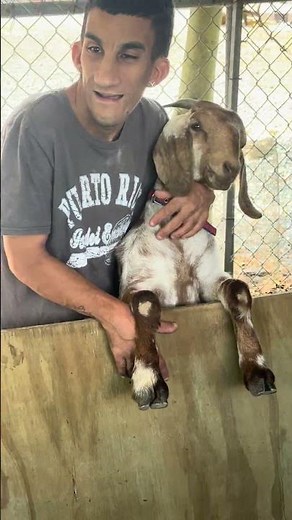 Elvin making peace with the goat 😂