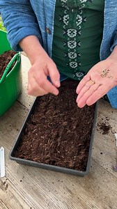 16 reactions | Sarah's seeds to sow now: Centaurea cyanus 'Black...