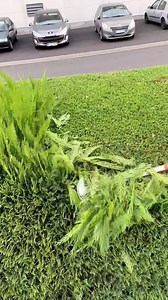 25M views · 187K reactions | Most Satisfying Job  #reelsfbシ #reelsfacebook #facts #hindifacts #amazingfacts #satisfying #jobs #trees #art #trendingreels #education #viralvideo #trendingreels #Amazing #virals #hindi | YeFacts | Facebook