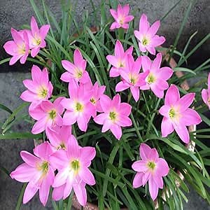 Pink Snowdrops Bulbs for Spring Flowering, 5pcs Double Single Snowdrops Collection Pack, Wild Daffodil (Diameter: 0.8in)