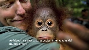 Now with Spanish subtitles | IUCN Red List of Threatened Species