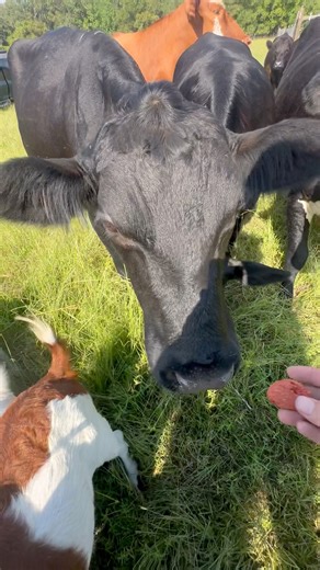 45K views · 3.9K reactions | Farm party - everyone’s invited | Shirtless Jake's Homestead | Facebook