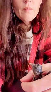 This chick was shrink wrapped in his egg shell as he was hatching when the electric went off for 4.5 hours. I had to help him hatch and he was stiff rolling on his back. I cleaned him off and put him in a shot glass and put him in the incubator for a few hours and now look at it! It’s good now!! #chicks #chickens #poultry #babychicks #incubator #shrinkwrap #polishchicken | Kara’s chicken coop