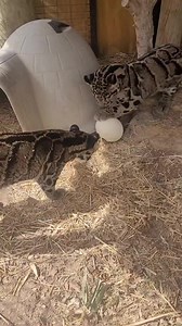 8.3K views · 113 reactions | Clouded Leopard cubs enjoyed playing with an ostrich egg.  Rachel #cloudedleopard #ostrichegg #enrichment #bestlittlezoointexas #frankbuckzoo #gainesvilletexas | Frank Buck Zoo | Facebook