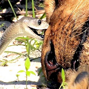 The Black Mamba Bites The Lion In The Mud | Abeet
