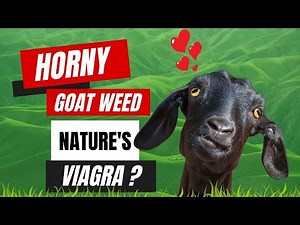 Horny Goat Weed: The Ancient Aphrodisiac Unveiled