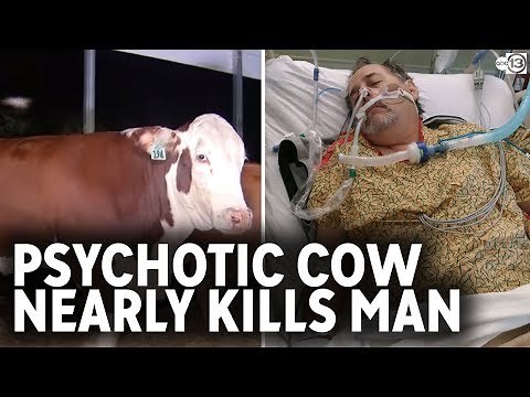 'Psychotic' cow attacked man twice and nearly killed him