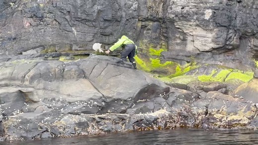 Free-range sheep in the Faroe Islands sometimes go astray. Yesterday we saw two lambs that had become stuck and had therefore been separated from their mother. Fortunately, we spotted them and were able to rescue them. This is Høgni Johansen in action 🇫🇴😊🇫🇴 The lambs did not return to their mother. They were sailed home to the sheep farmer who will replace their mother. He does this by feeding them milk from a bottle. These lambs are called "home lambs" here in the Faroe Islands. They are u