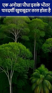 174K views · 5.2K reactions | Zingiber zerumbet #zingiberzerumbet #GingerShampoo #nature #fypシ゚viralシ #viralreelsシ #AI | Technical Rajan Singh | Facebook