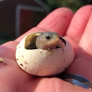 43K views · 1.5K reactions | Baby turtles hatching  | MetDaan Tips | Facebook