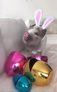 Happy Easter! Love. Care. Teach xoxo Angie Master Rabbit Groomer & Holistic Practitioner | Angie's Pets