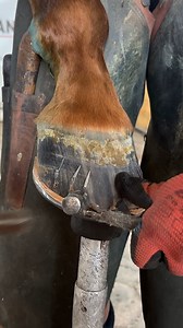 Nailing an horseshoe finishing phase #blacksmith #horseshoeing #farrier #horselovers #horse | HL Horseshoeing