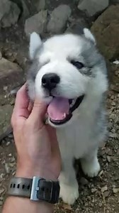Happy puppy:)) | Husky Ranch