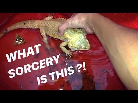 Giving my BEARDED DRAGON lizard a PURPLE POOP BATH !!!