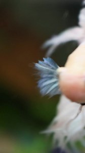 Plastic plants can get algae too! 🦠🪸effortlessly clean them without getting your hands dirty using our Plastic Plant (and Ornament) Cleaner🧼 #ntlabs #reels #aquarium #ornaments #cleaning #tutorial #howto #algae | NT Labs