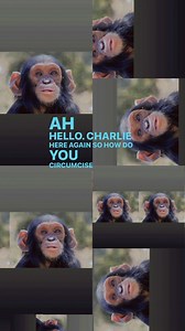 Charlie’s Hillbilly joke! Just a bit painful! | Pets telling jokes