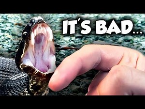 What Happens if a Cottonmouth BITES You? (ft. ‪@FintasticFilms‬ )