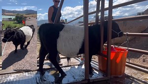 1K views · 39 reactions | SOLD - Absolutely stunning Belted Galloway x Whitepark bull calf born 11/21/21. This guy has incredible belted galloway hair, the traditional big hairy galloway ears, perfect belt and an extremely gentle disposition. He is fully halter broke, vaccinated and ready for his new home. Horned, non chondro and will mature midsized. RCMMiniatureCattleCompany.com | RCM Miniature Cattle Company | Facebook