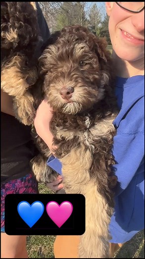 3.6K views · 58 reactions | 勺SPECIAL ️ OPTION on Pebbles and Bam-Bam! The are 10 weeks old and ready for their forever homes. They’ll mature around 45 lbs and 20-22 inches tall. They are crate trained at night time and learning to go outside to potty. Can meet in Columbia, MO or Springfield, MO for a fee. Message for more info. | Blessed Day Doodles | Facebook