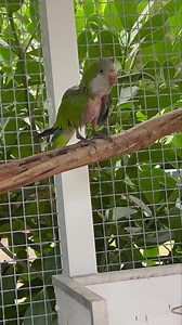 7.1K views · 1.4K reactions |  Some Quaker & Conure socializing today. So nice that it is not brutally hot out in The Aviary now. ⛅️ | Palm Beach Parrot & Bird Rescue/Sanctuary Of South Florida | Facebook