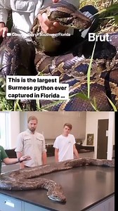 91K views · 642 reactions | At 18-feet-long and 215 pounds, this the largest Burmese python ever captured in #Florida… | Brut | Facebook