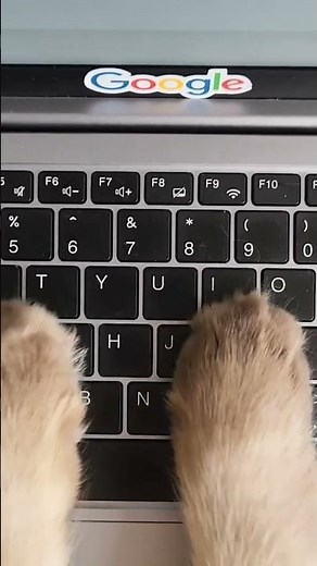 Bukan Mimin ya yang ngajarin begini 😽