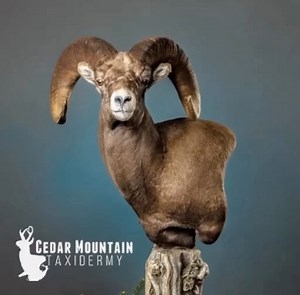 1.4K views · 60 reactions | Taxidermy Tuesday – celebrating the art of honoring the animal and lasting memories. Cedar Mountain Taxidermy in Cody, WY, has been a long-time Sheep Show® exhibitor and donor. See their work at Booth 3641 in Reno this January 18-20. #taxidermytuesday #wsf #wildsheepfoundation #sheepshow #sheepshow2024 #taxidermy #cedarmountaintaxidermy | Wild Sheep Foundation | Facebook