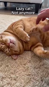 2026 New Self-Rolling Interactive Cat Ball Realistic Animal Automatic Moving Rolling Cat Ball 360° Rolling Spin Moving Cat Ball Fun Indoor Interactive Pet Ball for Cats Dogs Chasing (Pink, Mouse-B)