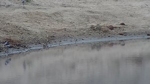13K views · 119 reactions | Brand_NEW_Blacksmith_Lapwing_chick_hatched | WildEarth Cam | Facebook