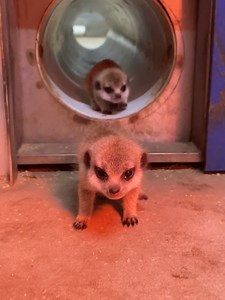 The looooong weekend is here! Are you planning to visit? There's so much to see and do! 🦏 Visit Black Rhino calf Matobo and White Rhino calf Jabulani. Take on the Rhino Ranger challenge and find five hidden rhinos in the Zoo! 😎 Relax at The Waterhole, marvel at the meerkat pups and let the kids run wild in the splash zone 🦒🦦🐘🐅🐒 Catch a keeper talk or two 🚲 Hire a bike and explore on two wheels, or cruise past Spider Monkeys on a pedal boat! 🚌 Go on a behind the scenes tour We can't wait