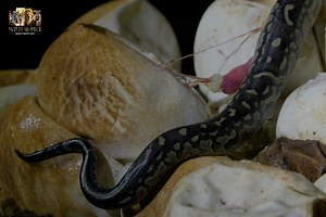 392K views · 7.9K reactions | Female Snake - [ हिन्दी डाक्यूमेंट्री ] Part 4 , #nature #snake #documentary #discovery #wildworlddocumentary | Wild World | Facebook