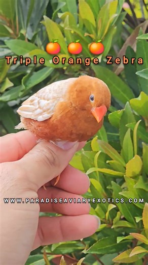 3K views · 112 reactions | Triple Orange Zebras  | Paradise Aviary | Facebook