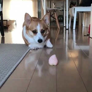 Army crawling master class! :) Credit to Crumpetthecorgi | Meetville