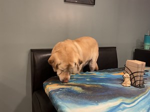 Buttercup is on clean up duty! 👅 | The PeanutButtercup Chronicles