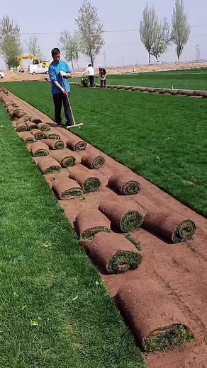 Professional Lawn Care Techniques for Optimal Results