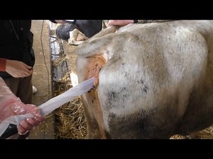 Инновации в искусственном осеменении: Alpha VISION