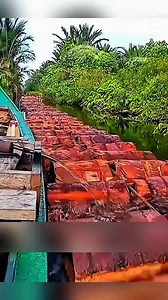 Sago palm tree #followersreelsfypシ゚viralシfypシ゚ #viralvideoシ #followersreels #viralreelsvideo #fyp #videograms #facts #StarsEverywhere #storefront | Jerwin Bantillo