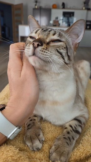 Milkyway #bengalskakocka #Milkywaybengal #nicecat #bengalcat #snowbengalcat #snoubenka #whitebengalcat | Monika Zámrská