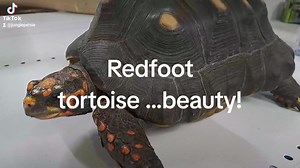 🐢What a beauty!!!❤️ Adult Redfoot tortoise from someone's collection! Really well cared for.... | Jungle pets