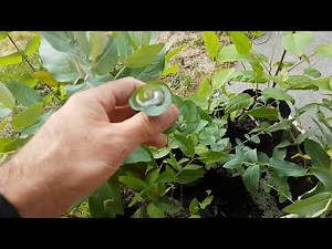 Caring for Eucalyptus Seedlings in pots/tubes