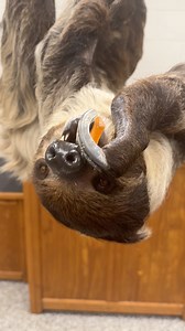 Sweet potato noms with Fern! Fresh produce wins every time, Kroger! 🍠 🦥 | Nashville Zoo
