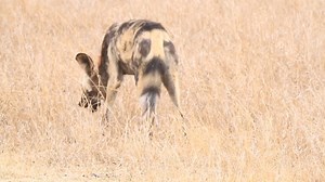 African wild dogs howling #reels #viral #life #trend #video #Amazing #nature #travel #wildlife #trending | African Bush Kingdom