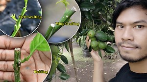 3 Grafting example on plant | Grafting Examples