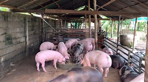 Landrace Pig | Pig Videos