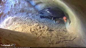 Check out this video of the female California Condor feeding the one-day-old chick! You can even hear the chick vocalizing (first call at -1:34) on the crisp on cam audio. Keep watching at AllAboutBirds.org/Condors | Bird Cams