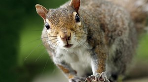Squirrel Obstacle Course | Nature