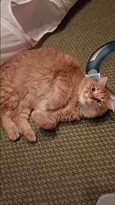 Le "moine" di Artù 😻😻😻