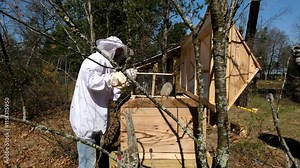 Beekeeper in sting free suit working on his new beehive after transferring whole gamily of bees and its queen into it