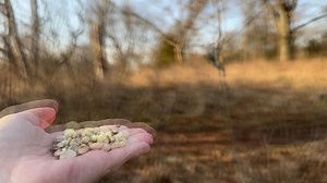 A Red-bellied Woodpecker couple stopping by for breakfast. The male visits first and has all red on top his noggin, the female has a grey cap. | Jocelyn Anderson Photography